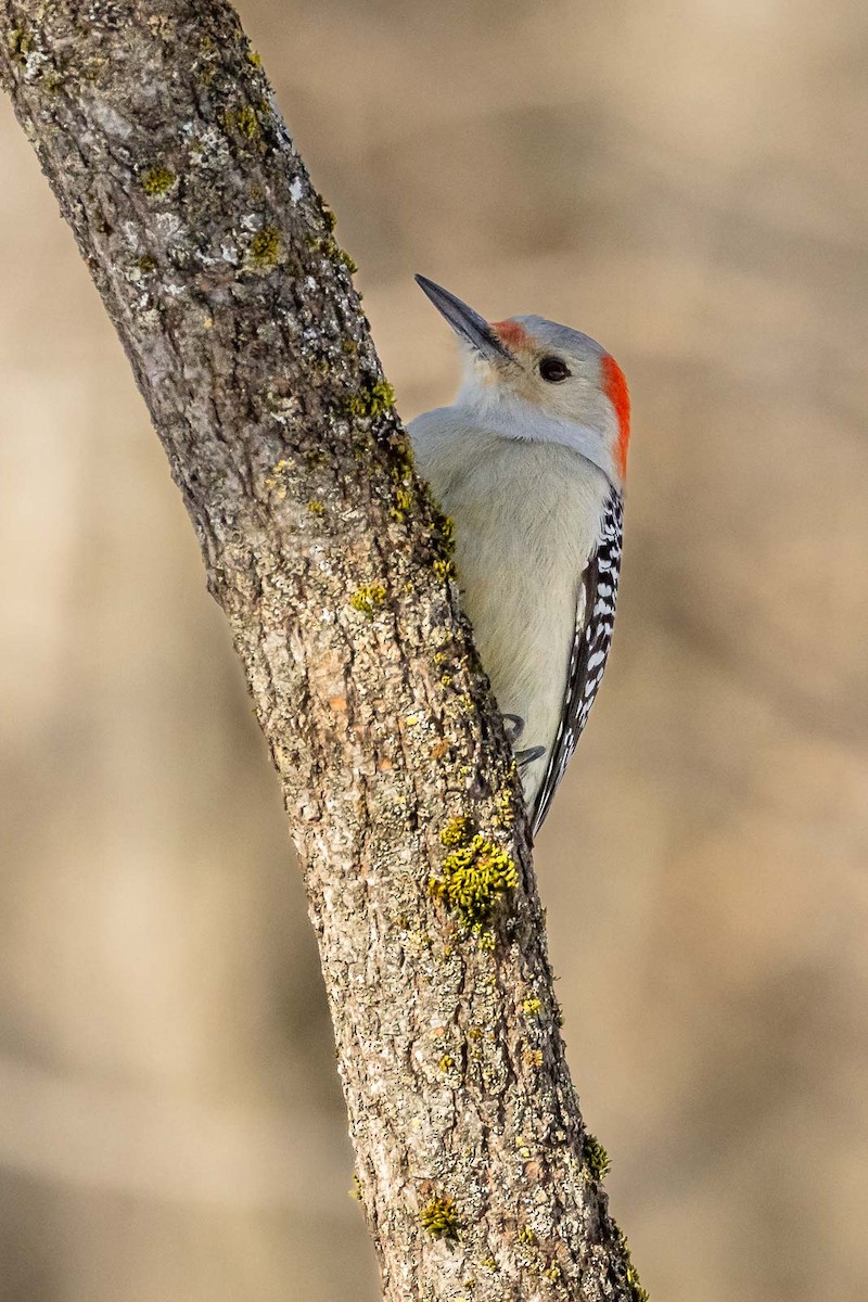 Red-bellied Woodpecker - ML616340071