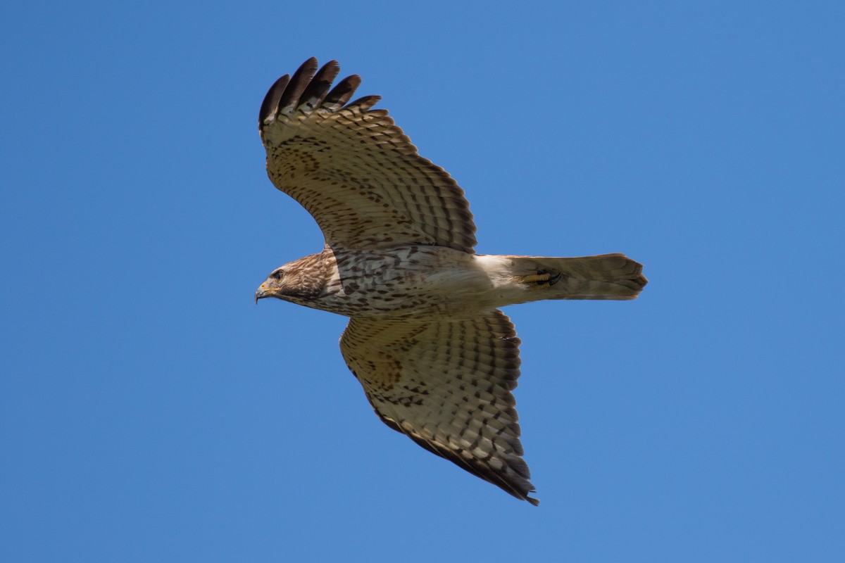 Red-shouldered Hawk - ML616340073