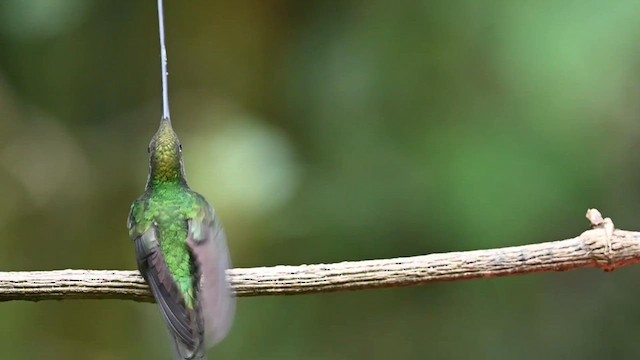 Colibri porte-épée - ML616340096