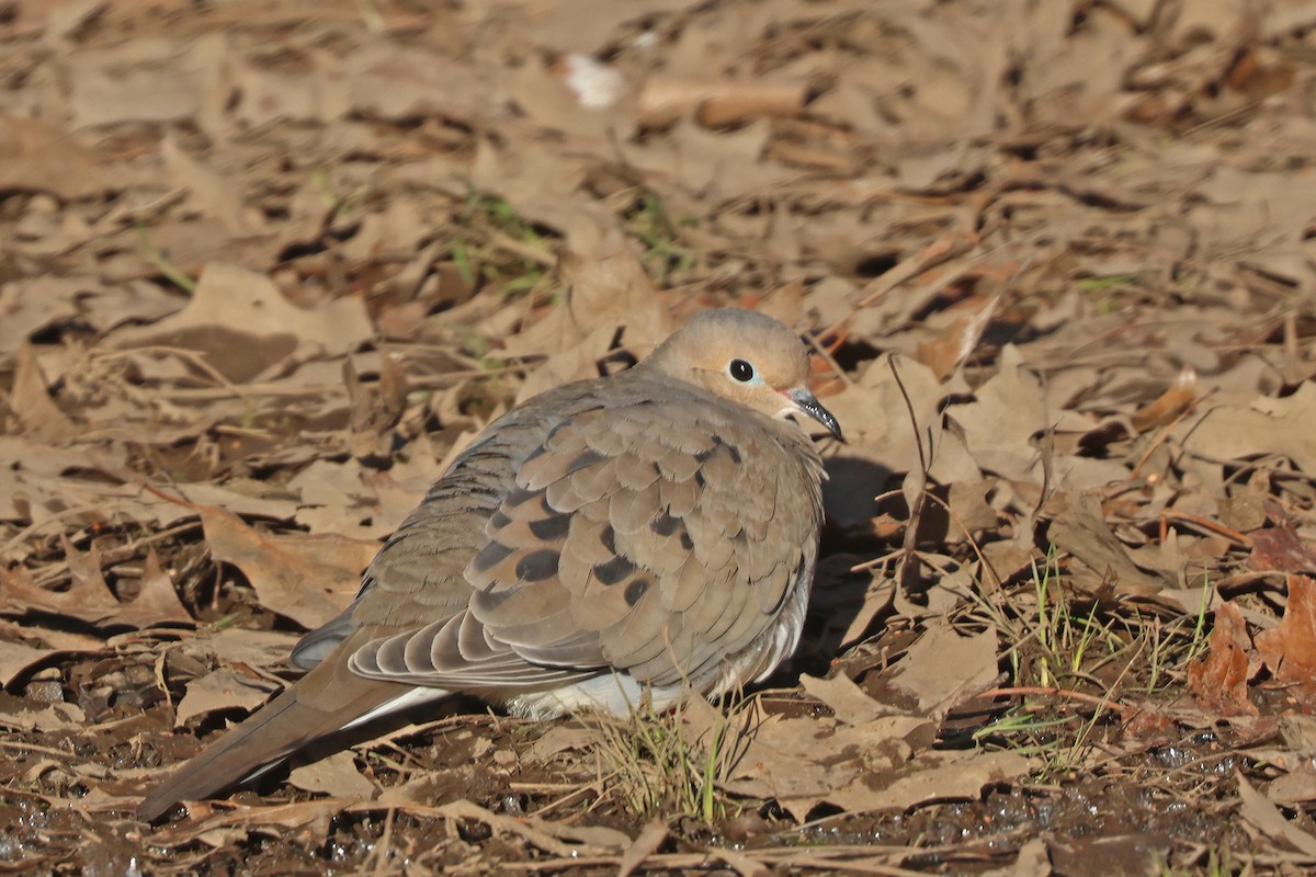 Mourning Dove - ML616340097