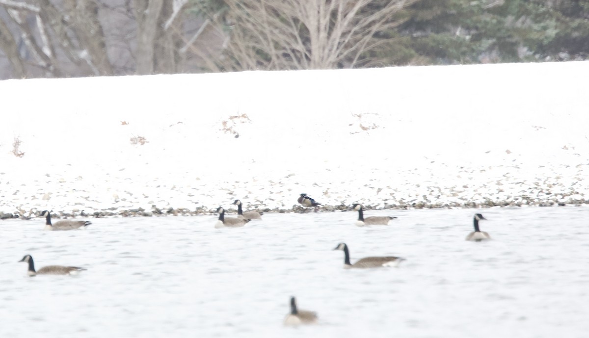 Wood Duck - ML616340103