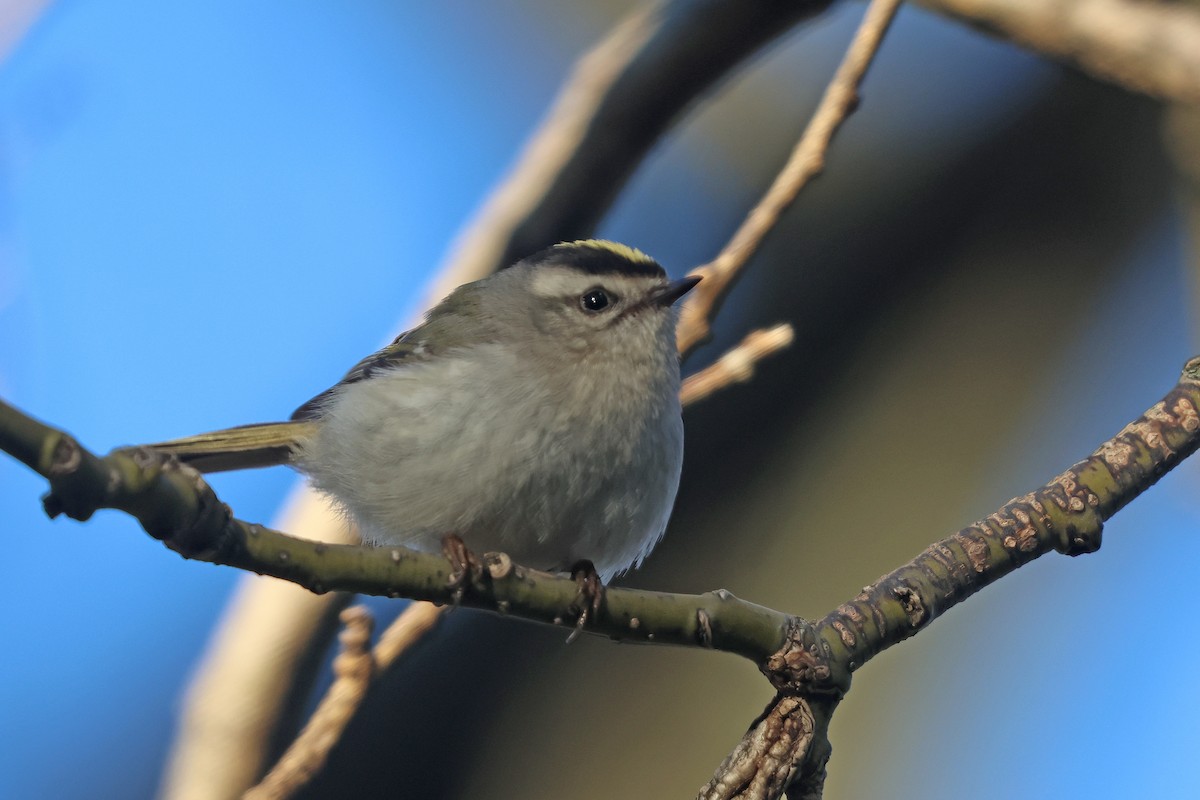 Golden-crowned Kinglet - Corey Finger