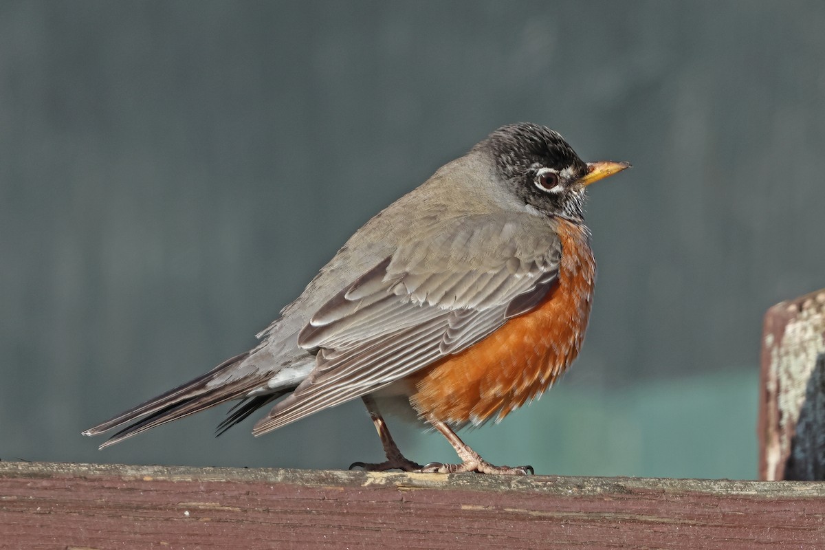 American Robin - ML616340109