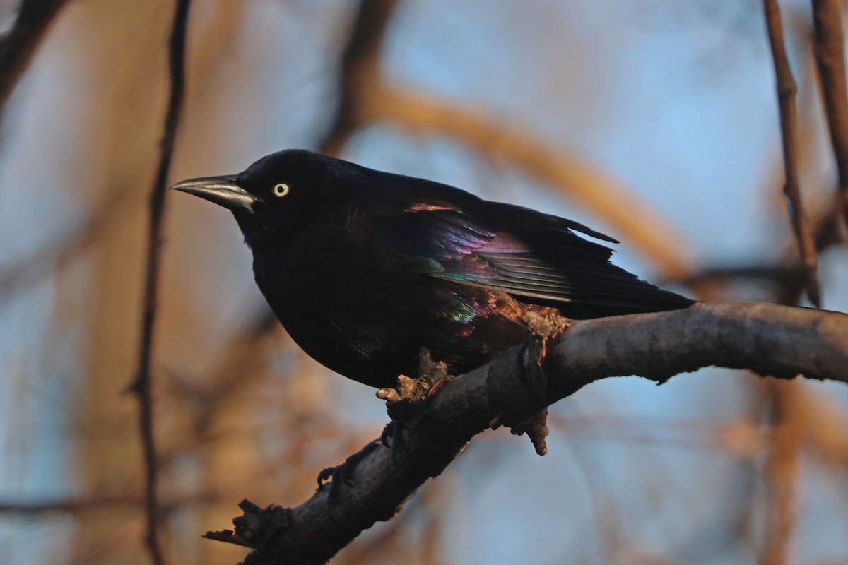 Common Grackle - ML616340110