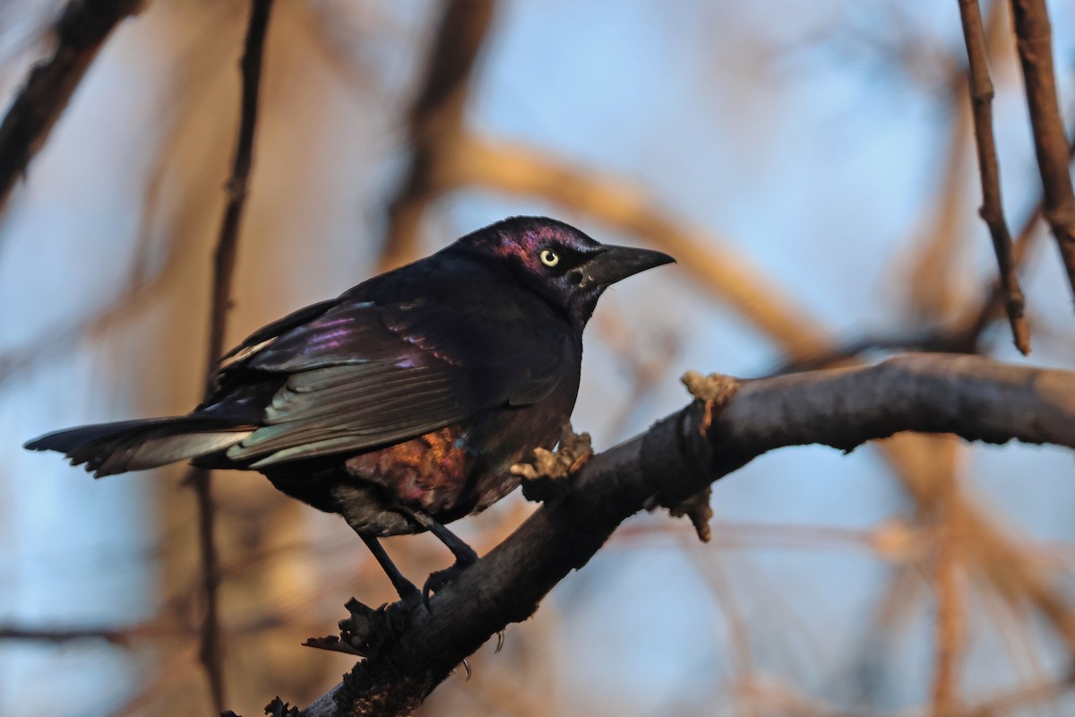 Common Grackle - ML616340111