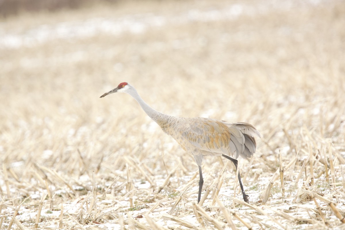 Sandhill Crane - ML616340114