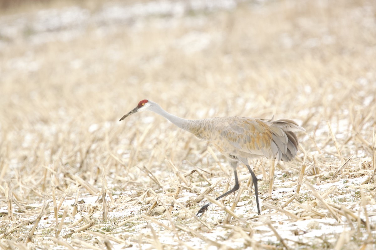 Sandhill Crane - ML616340115