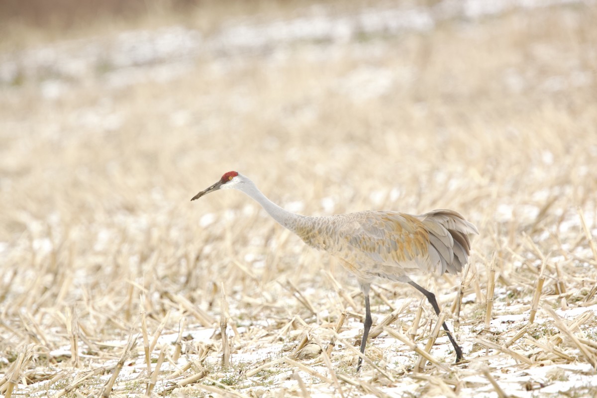 Sandhill Crane - ML616340116