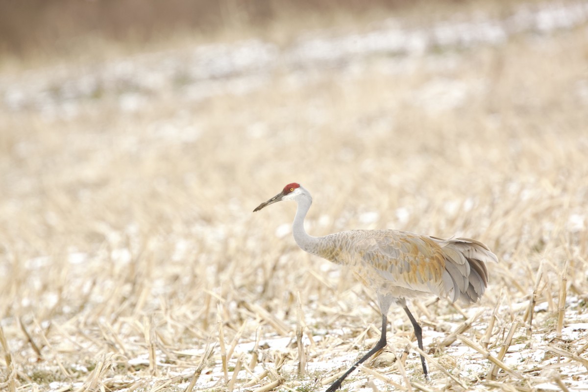 Sandhill Crane - ML616340117