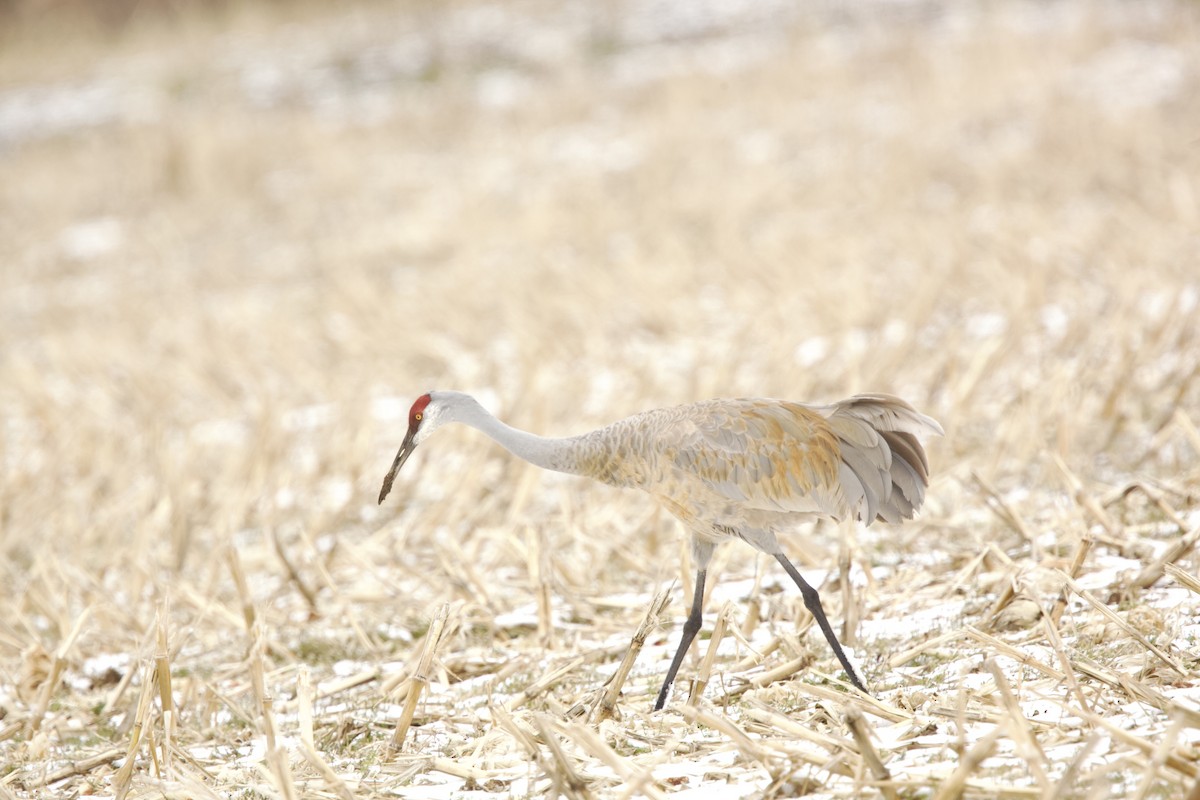 Sandhill Crane - ML616340118