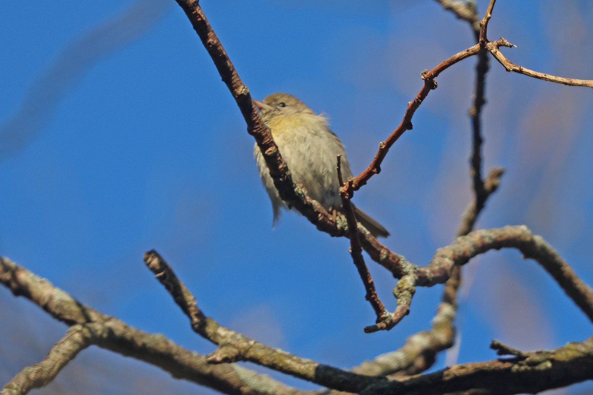 Pine Warbler - ML616340119