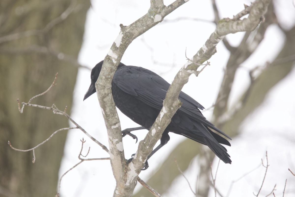 American Crow - ML616340126