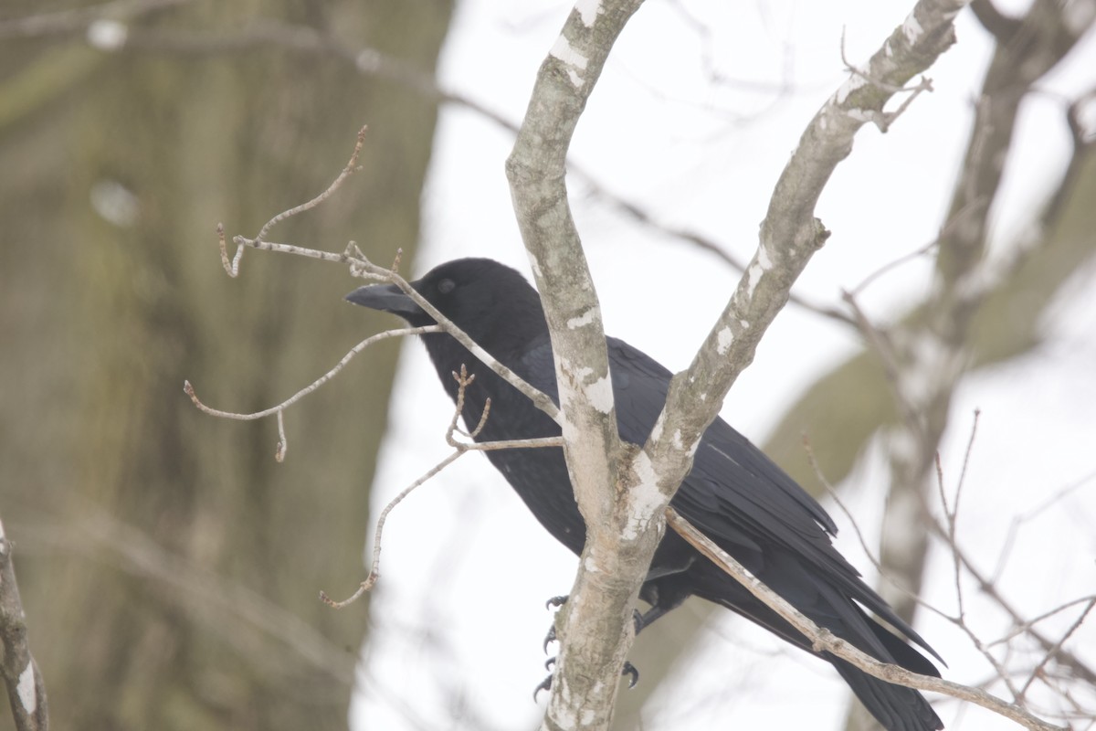 American Crow - ML616340127