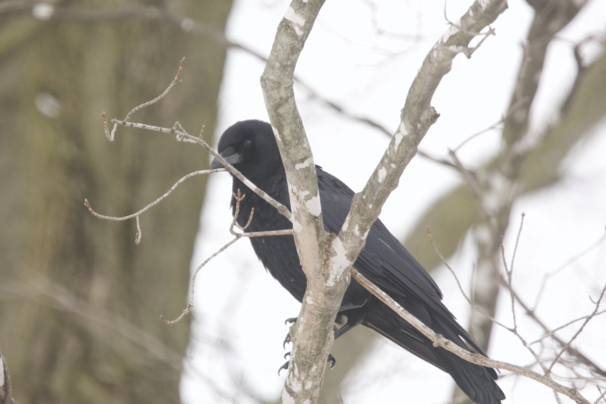 American Crow - ML616340128