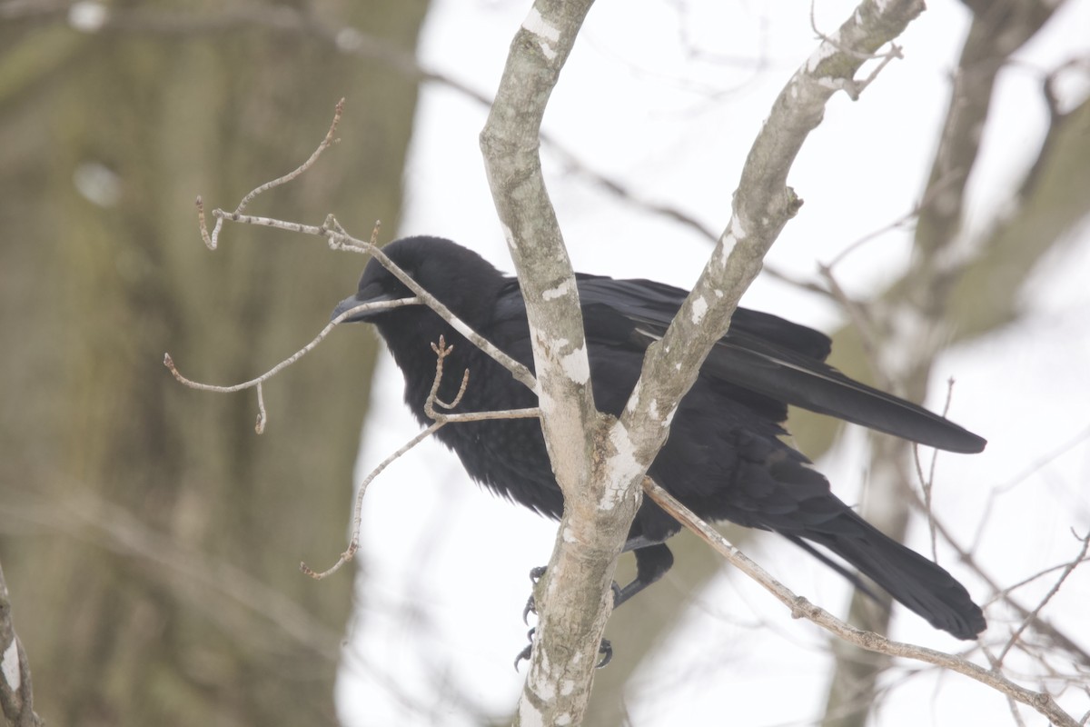 American Crow - ML616340129