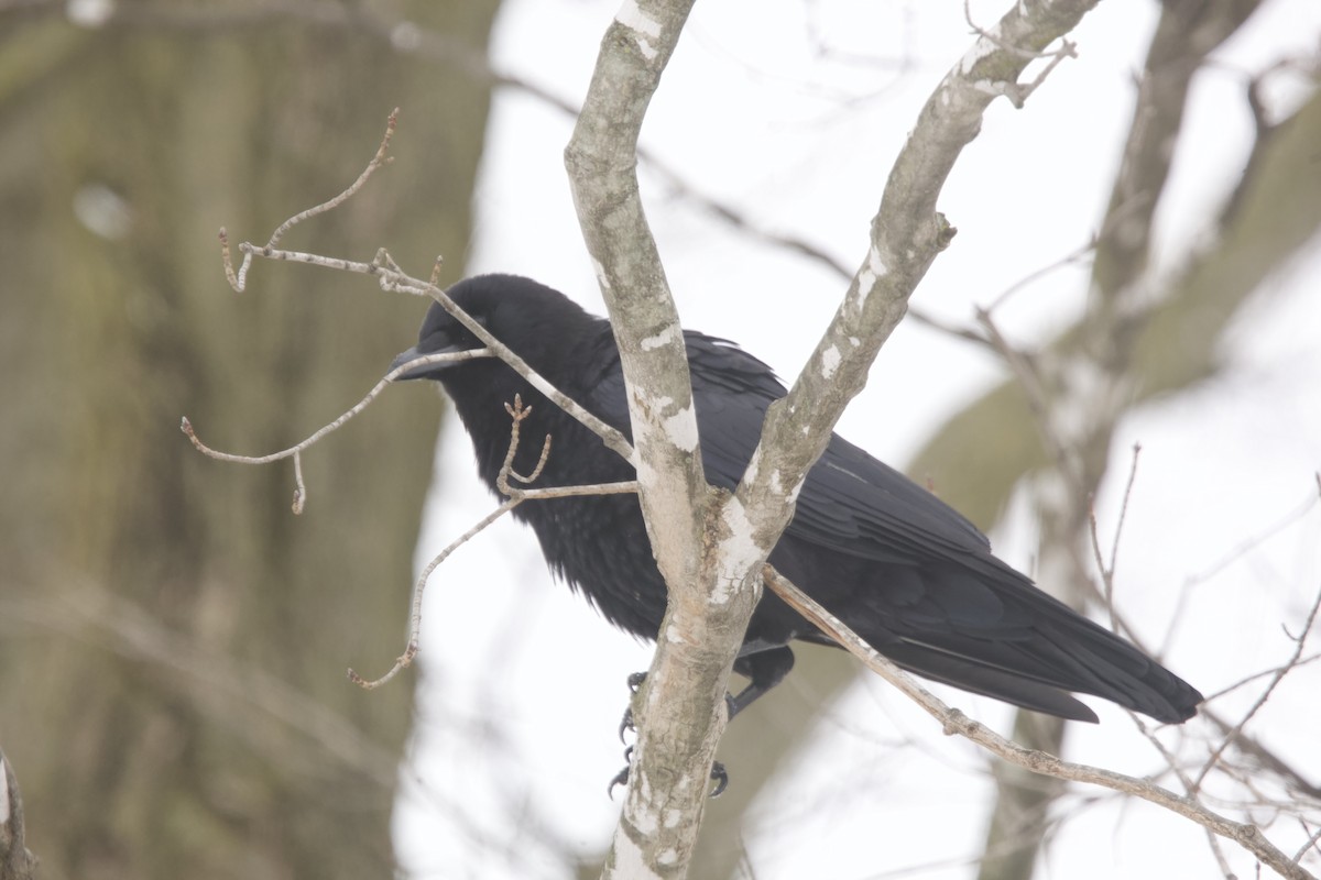 American Crow - ML616340130