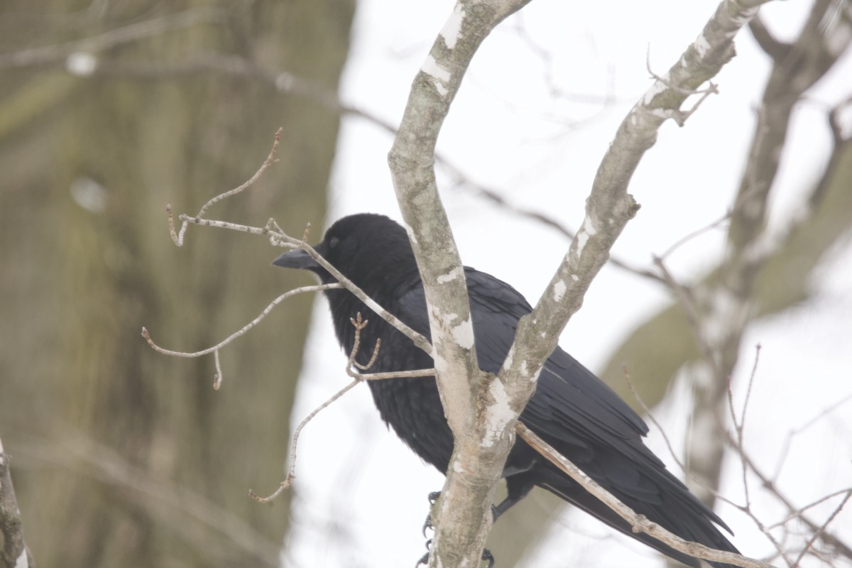 American Crow - ML616340131