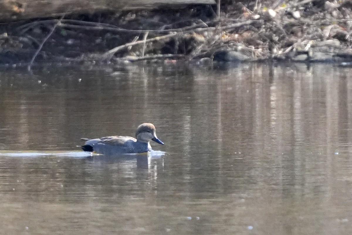 Gadwall - Tony Birder