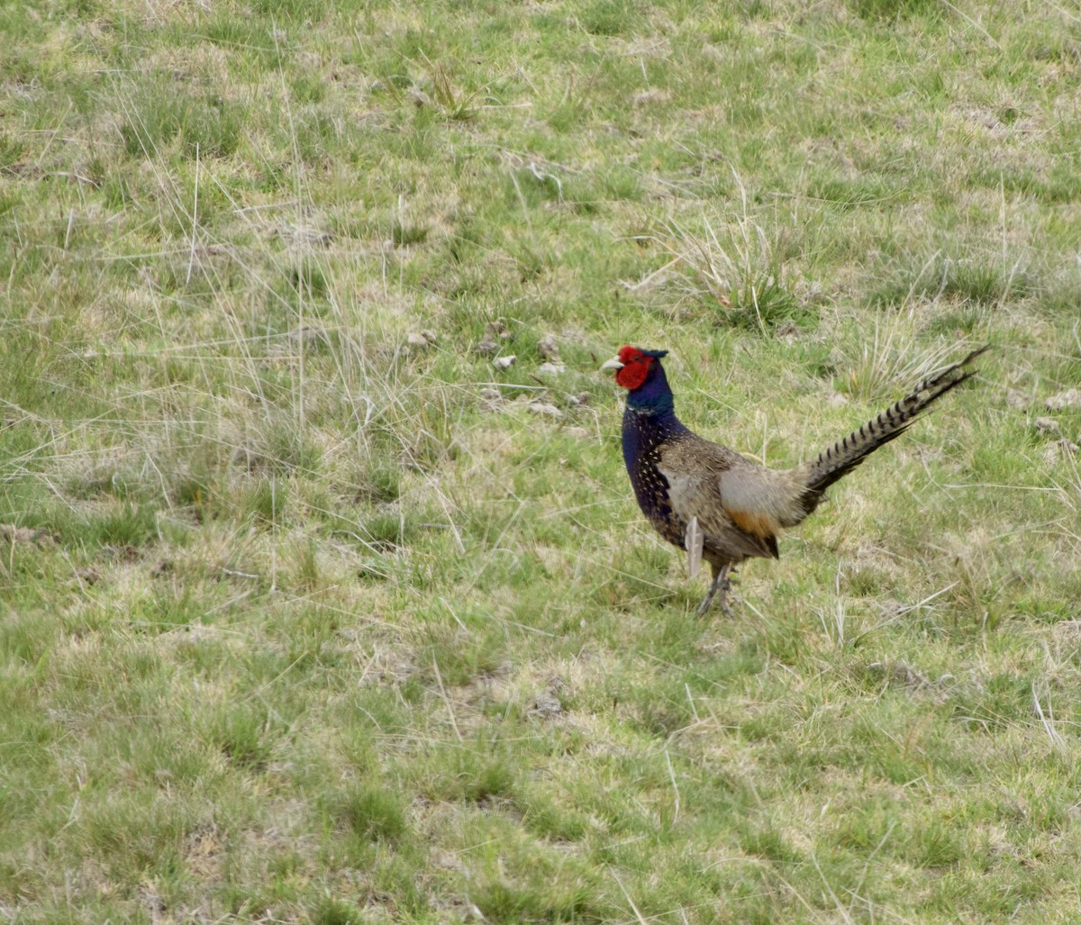 Ring-necked/Green Pheasant - ML616340156