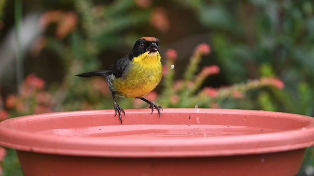 Yellow-breasted Brushfinch - ML616340222