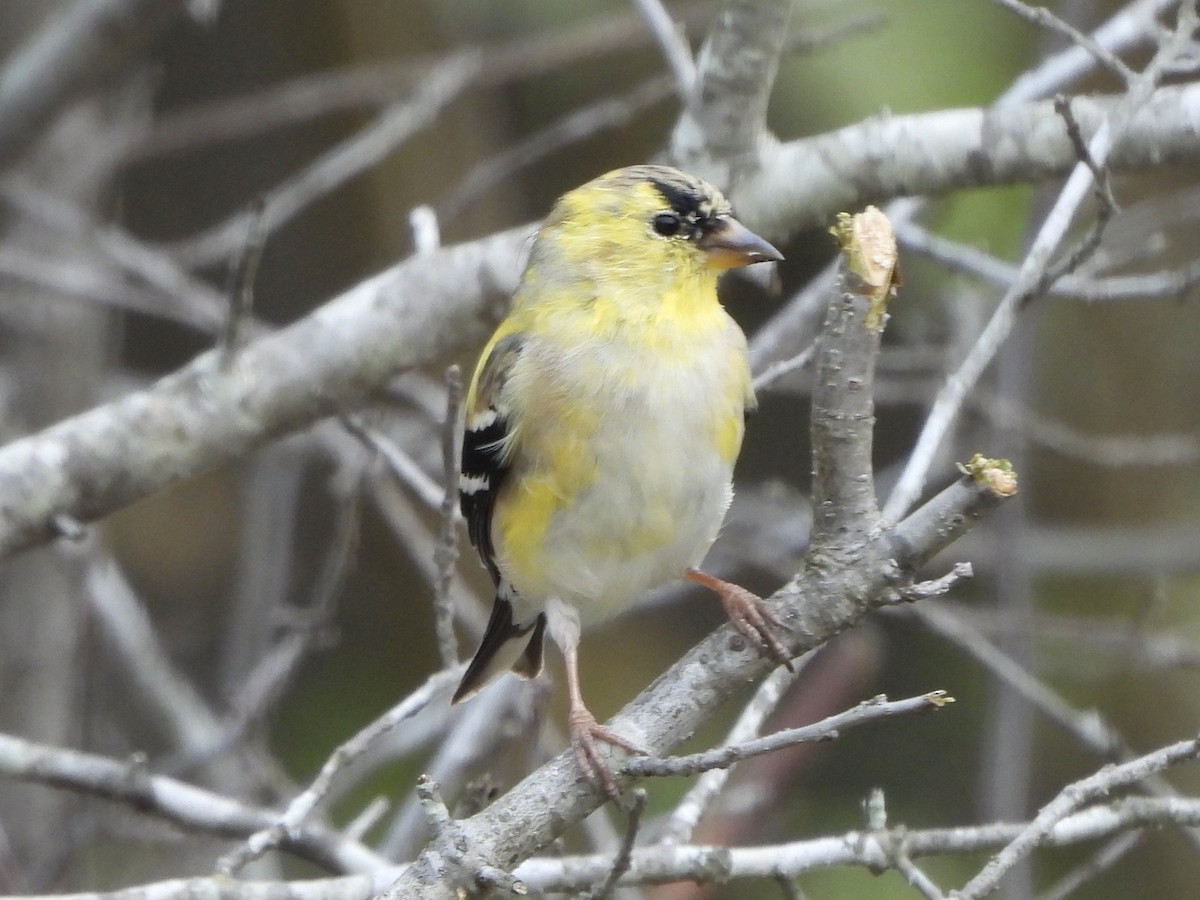 Chardonneret jaune - ML616340226