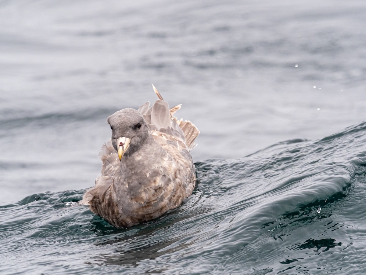 Northern Fulmar - Darrell Lawson