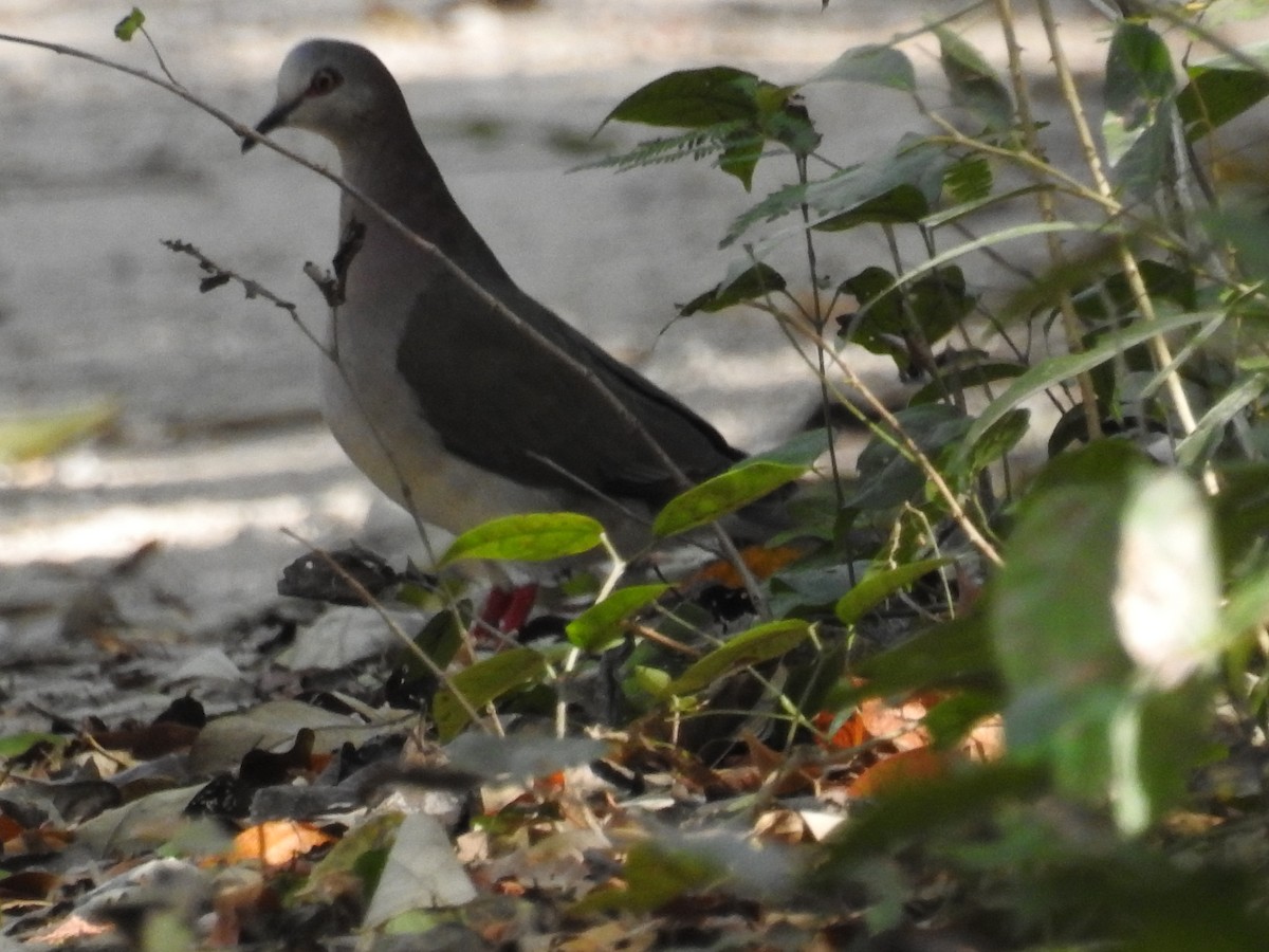 Caribbean Dove - ML616340233