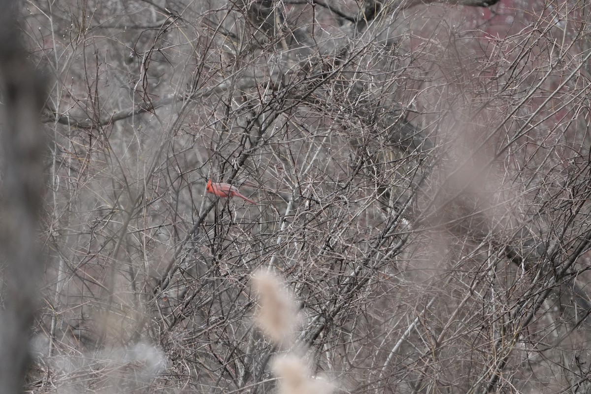 Kırmızı Kardinal - ML616340234