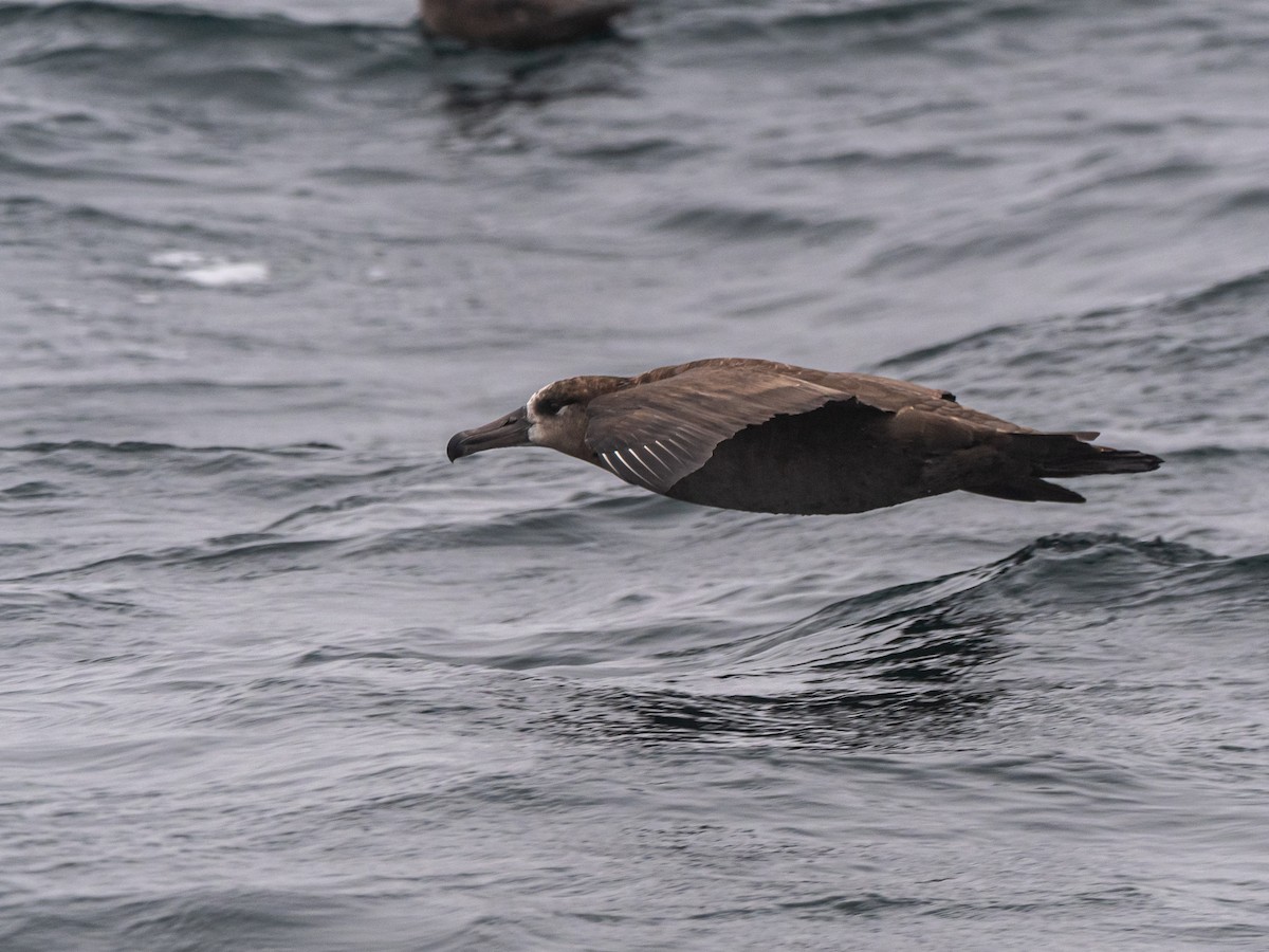 Black-footed Albatross - Darrell Lawson