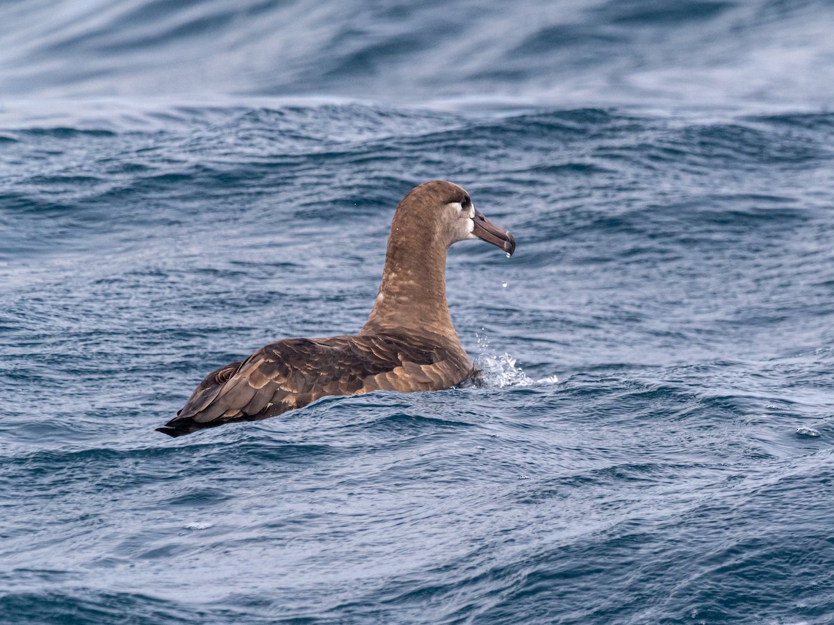 Black-footed Albatross - Darrell Lawson