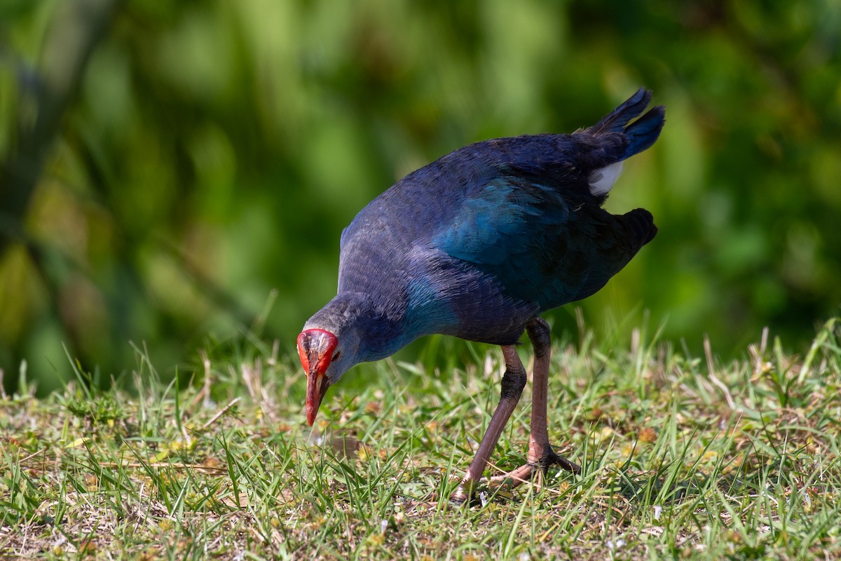 Gray-headed Swamphen - ML616340318