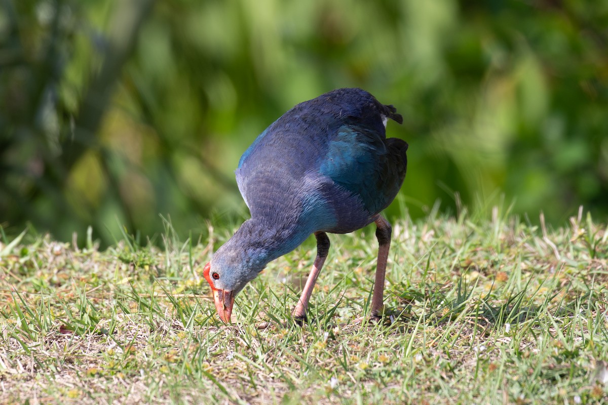 Gray-headed Swamphen - Will Chatfield-Taylor