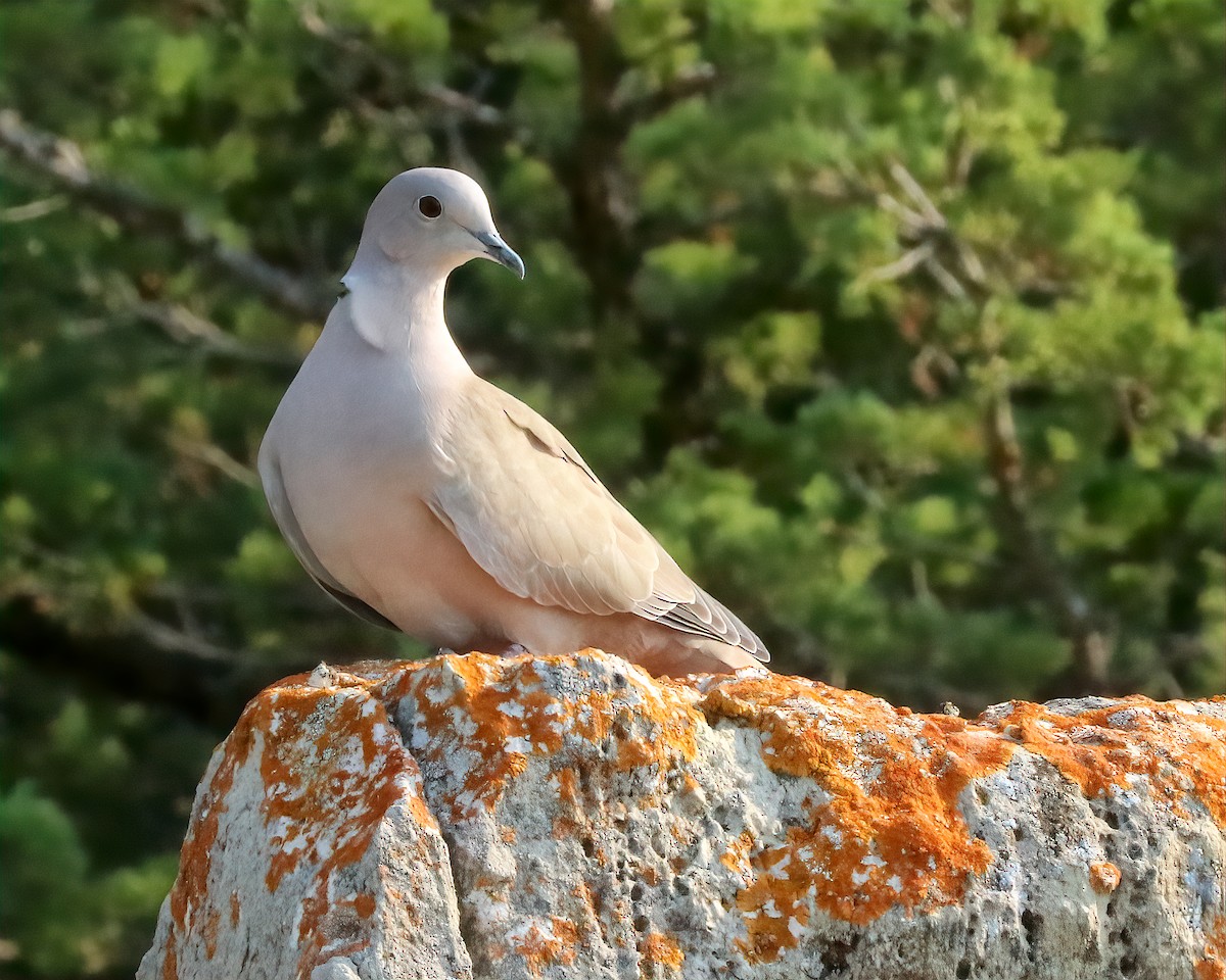 Eurasian Collared-Dove - Mike Smith