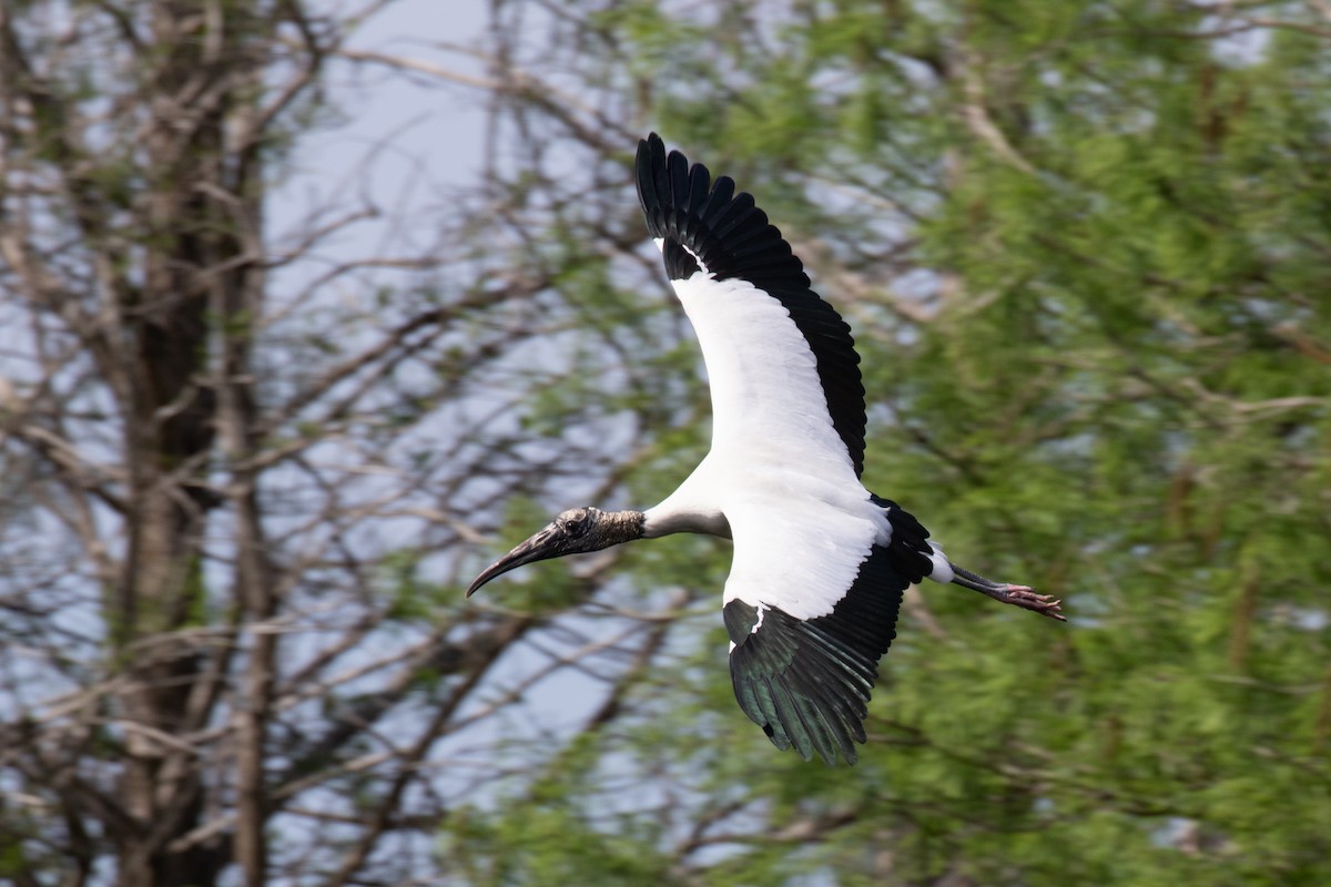 Wood Stork - ML616340359