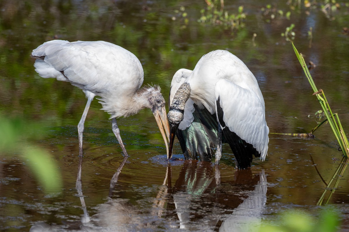 Wood Stork - ML616340368