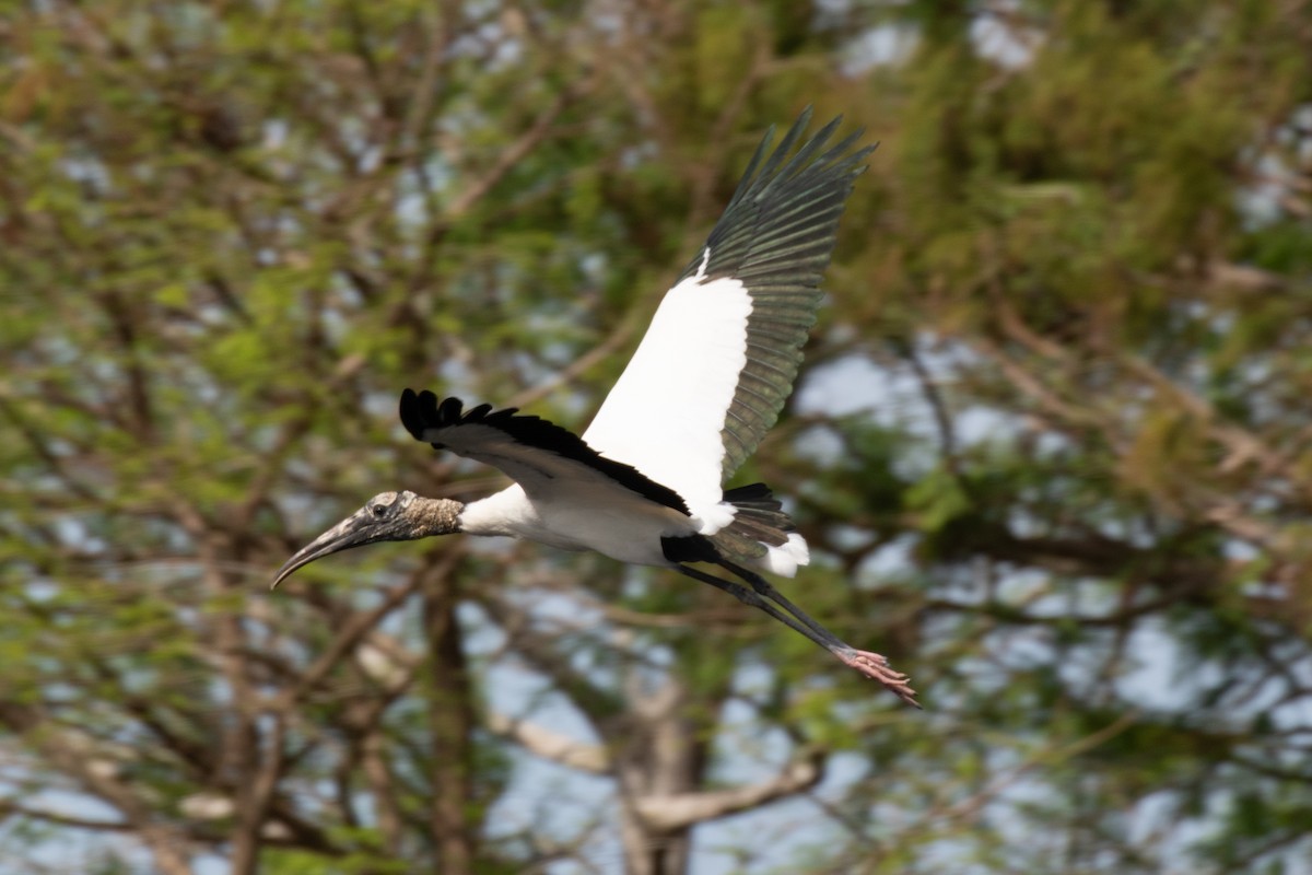 Wood Stork - Will Chatfield-Taylor