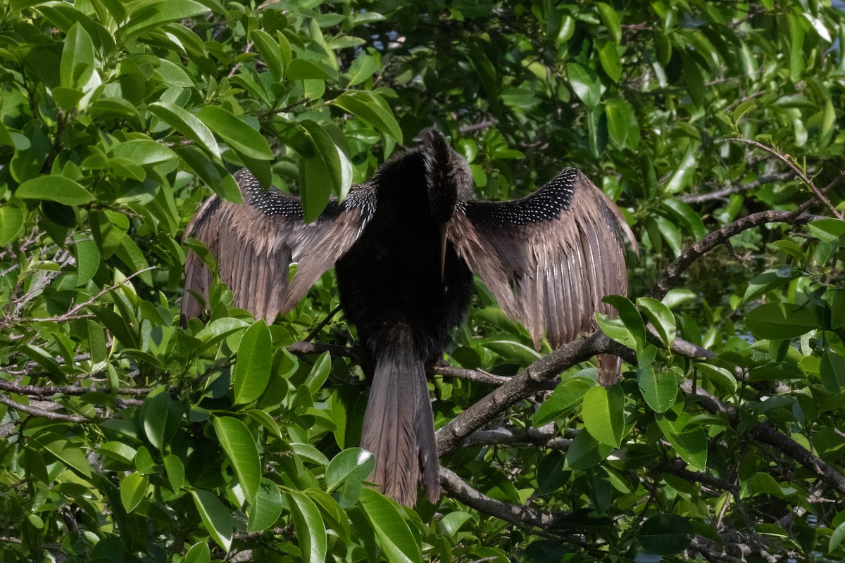 Amerika-Schlangenhalsvogel - ML616340373