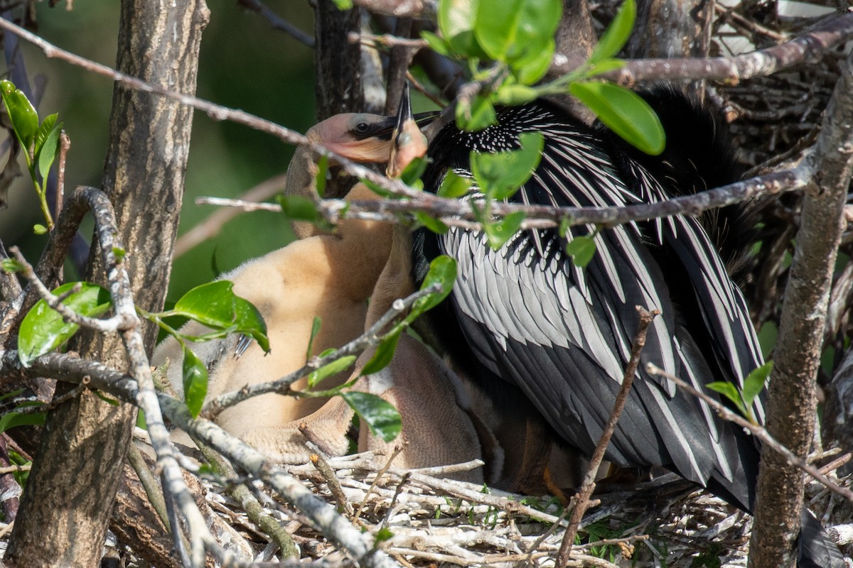 Amerika-Schlangenhalsvogel - ML616340376