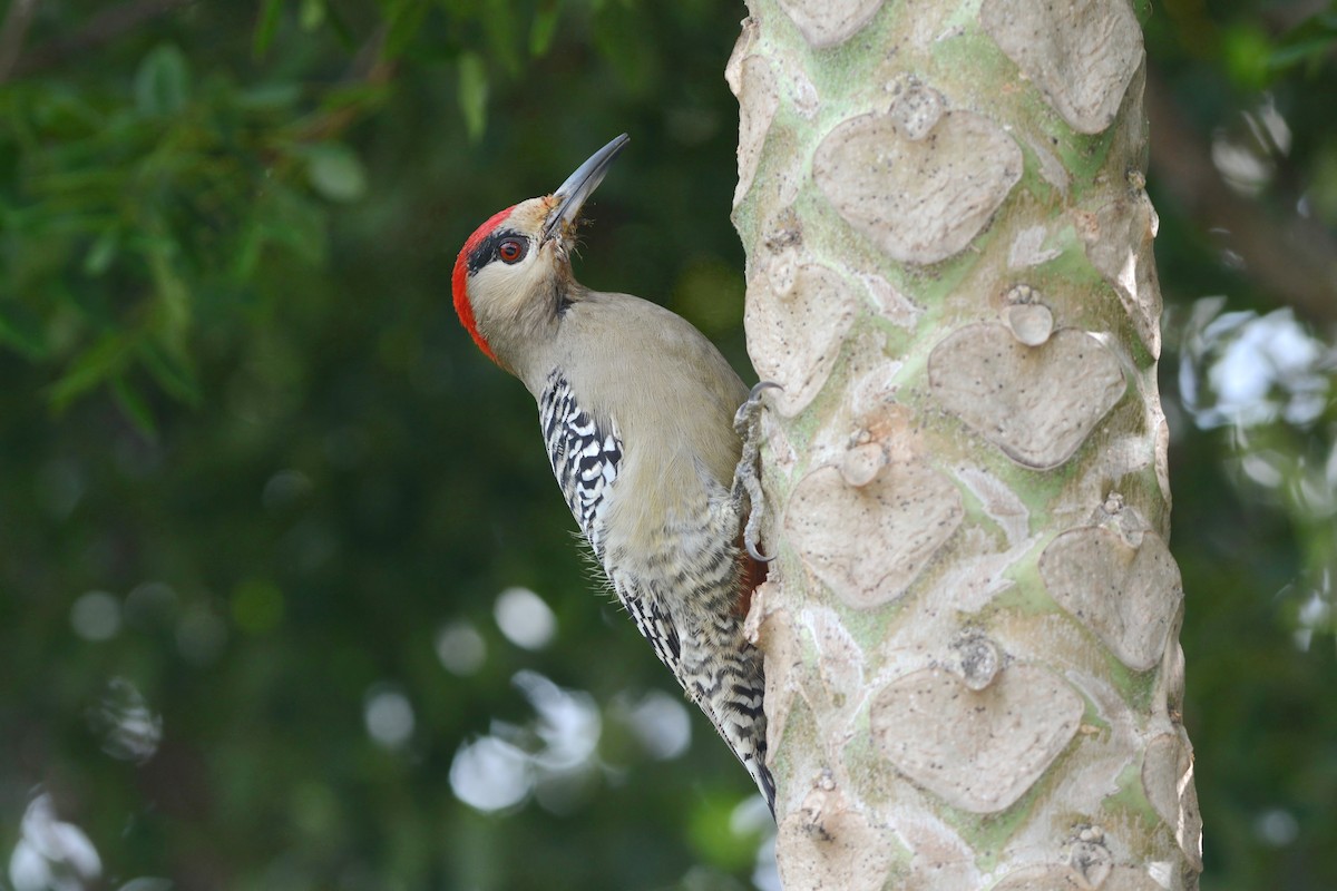 West Indian Woodpecker - David Hollie