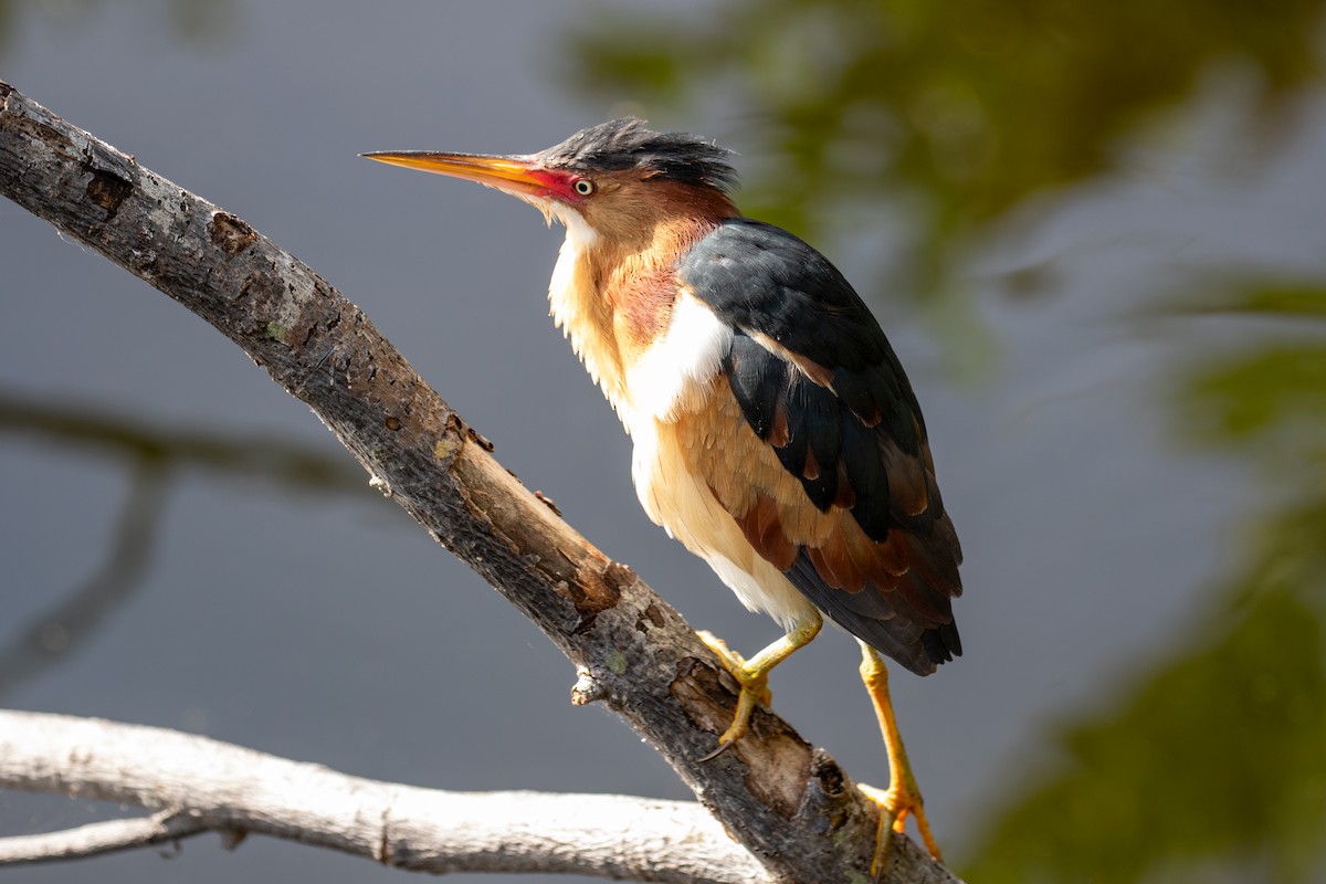 Least Bittern - ML616340418