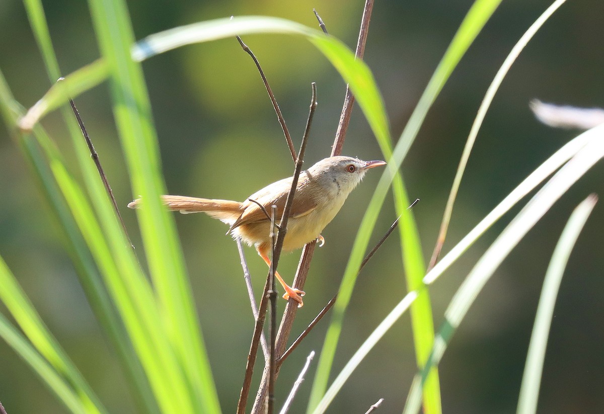 Rufescent Prinia - ML616340420