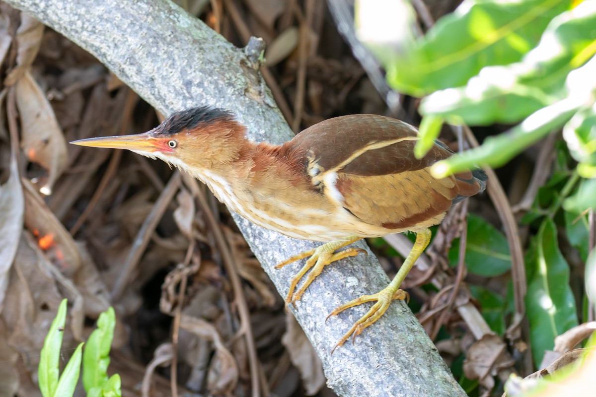 Least Bittern - Will Chatfield-Taylor