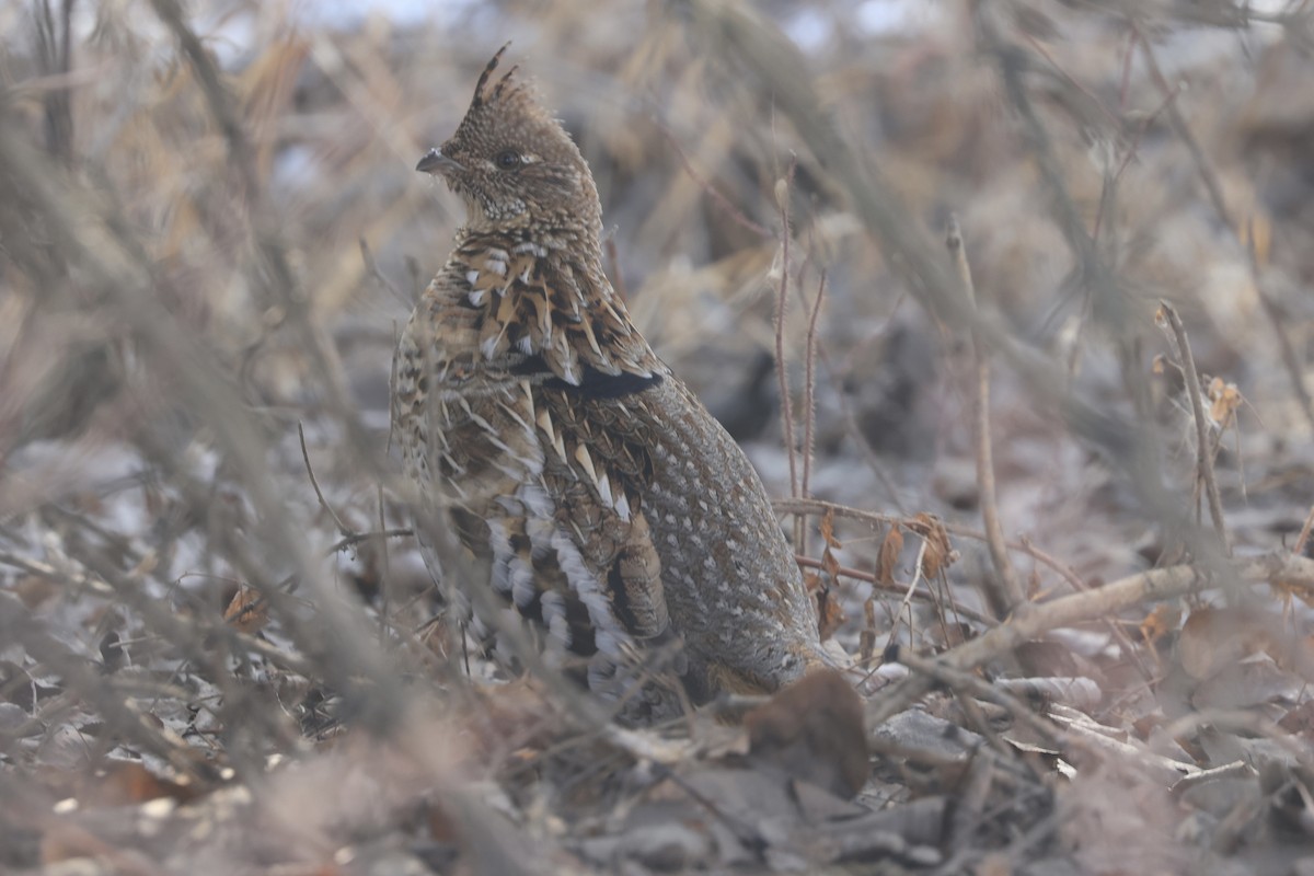 Ruffed Grouse - ML616340438