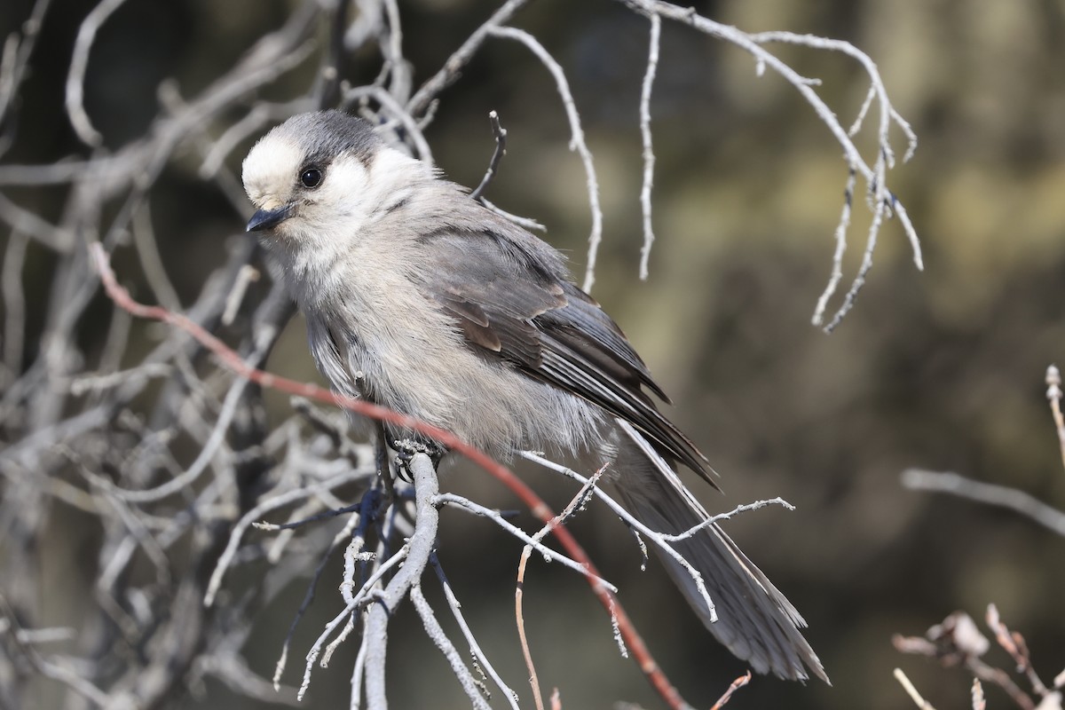 Canada Jay - ML616340441