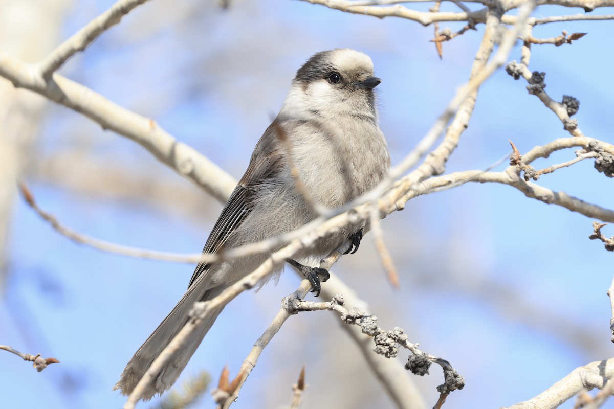 Canada Jay - ML616340442