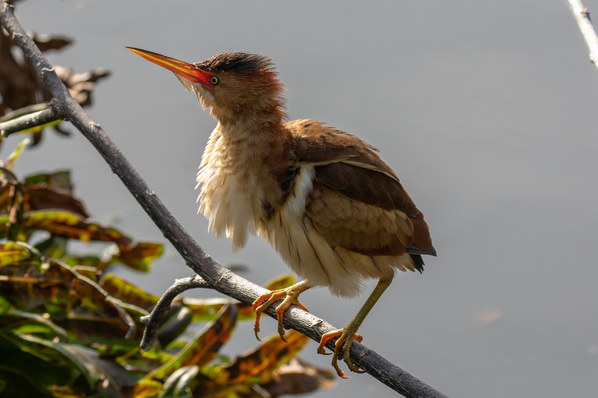 Least Bittern - Will Chatfield-Taylor