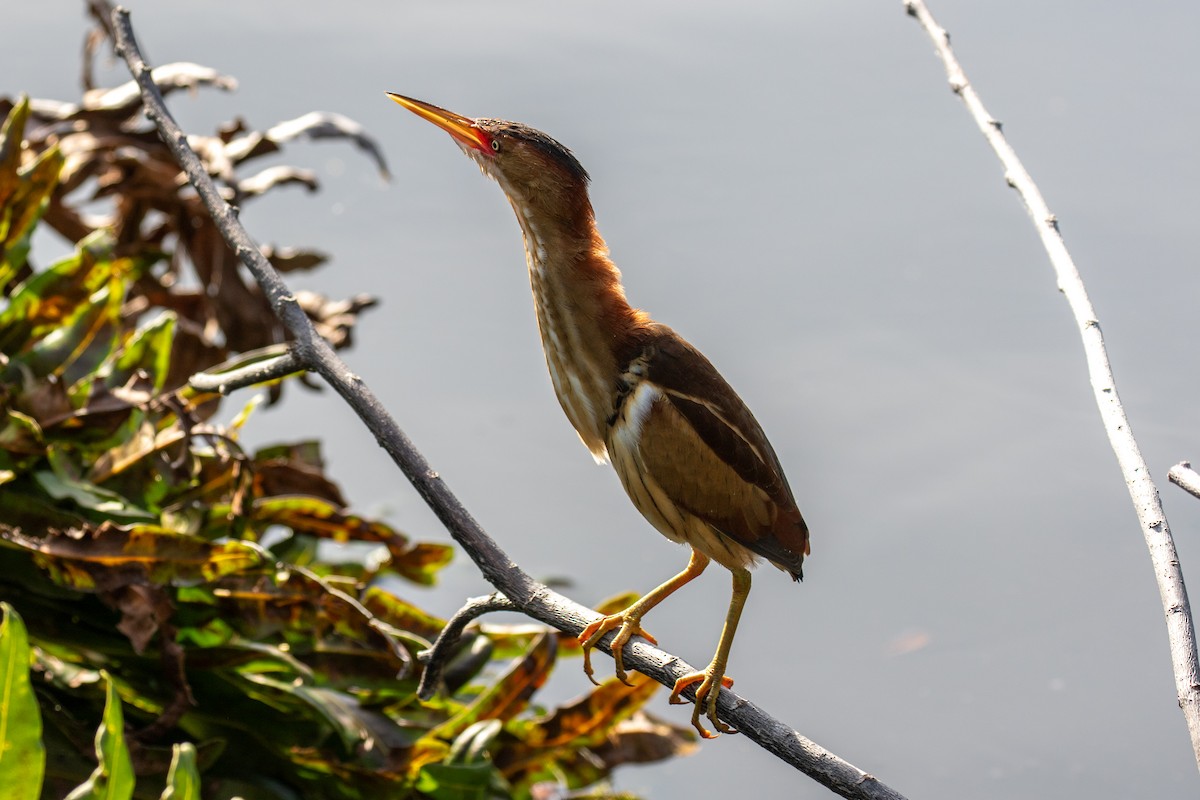 Least Bittern - Will Chatfield-Taylor