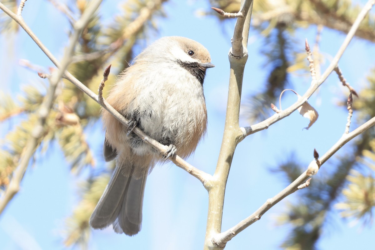 Mésange à tête brune - ML616340452