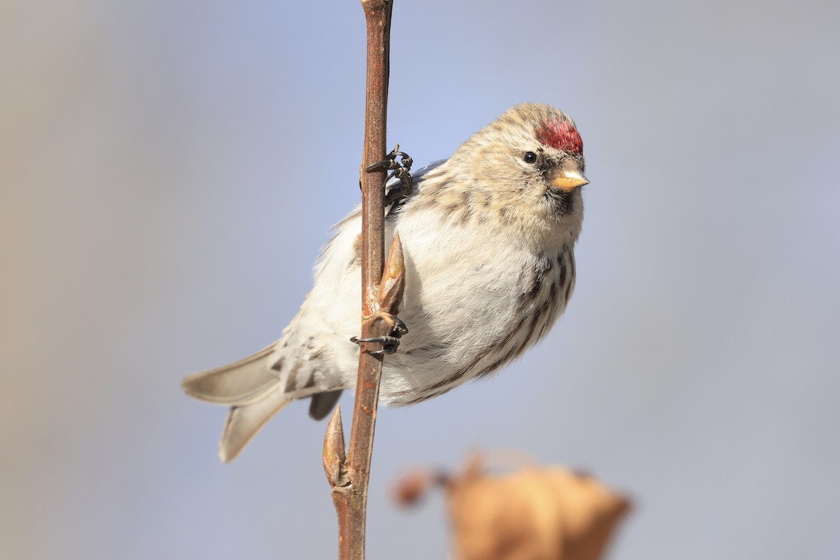 Common Redpoll - ML616340465