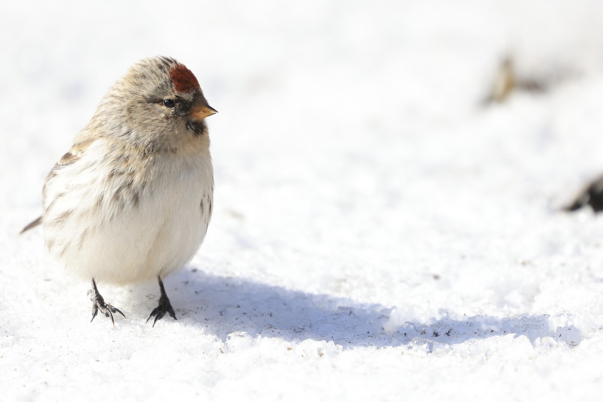 Common Redpoll - ML616340466